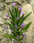 Ziziphora 
